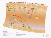 Protein C, protein S system and protein Z
