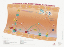 Thrombin and endothelial haemostasis