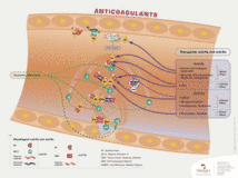 Anticoagulants