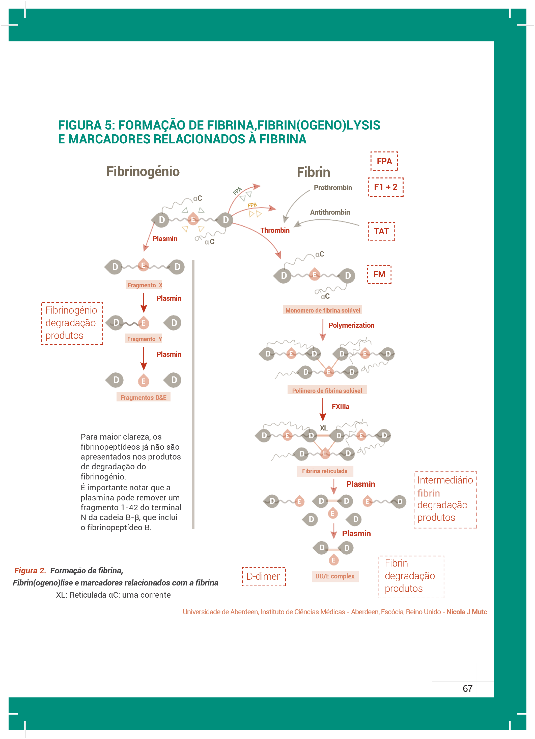 Guia rápido para hemostasia de Stago página 6
