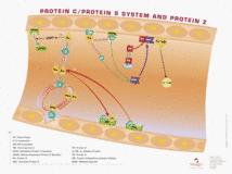 Protein C, protein S system and protein Z Protein C, protein S system and protein Z