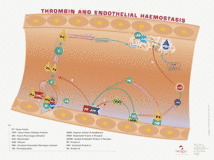 Thrombin and endothelial haemostasis Thrombin and endothelial haemostasis
