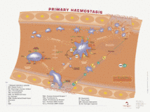 Primary Haemostasis Primary Haemostasis